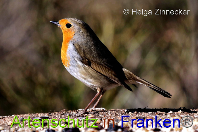 © Artenschutz in Franken® / Helga Zinnecker Bild zum Eintrag (1044888-160)
