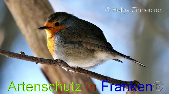 © Artenschutz in Franken® / Helga Zinnecker Bild zum Eintrag (1044889-160)