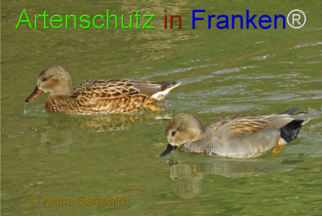 © Artenschutz in Franken® / Klaus Sanwald Bild zum Eintrag (1044958-160)