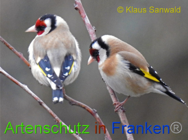 © Artenschutz in Franken® / Klaus Sanwald Bild zum Eintrag (1045300-160)