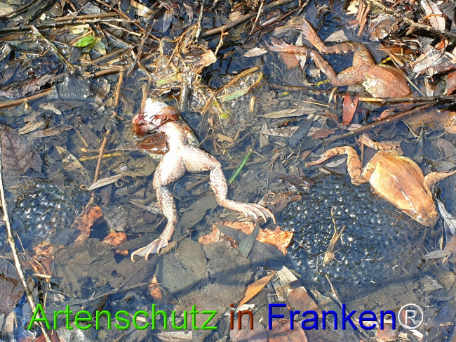 © Artenschutz in Franken® Bild zum Eintrag (1045477-160)