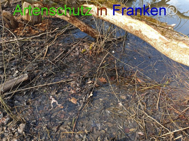 © Artenschutz in Franken® Bild zum Eintrag (1045478-160)