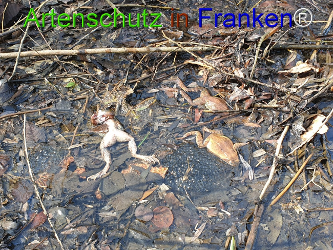 © Artenschutz in Franken® Bild zum Eintrag (1045479-160)