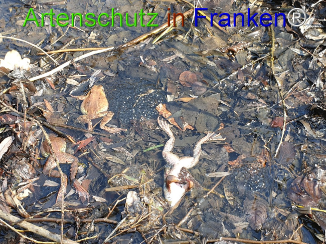 © Artenschutz in Franken® Bild zum Eintrag (1045485-160)