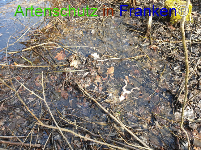 © Artenschutz in Franken® Bild zum Eintrag (1045486-160)