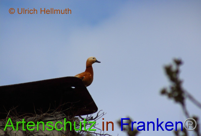 © Artenschutz in Franken® / Ulrich Hellmuth Bild zum Eintrag (1045869-160)