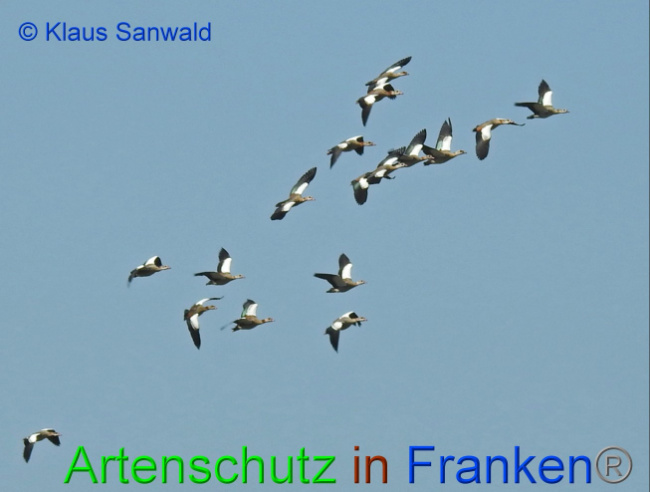 © Artenschutz in Franken® / Klaus Sanwald Bild zum Eintrag (1045996-160)