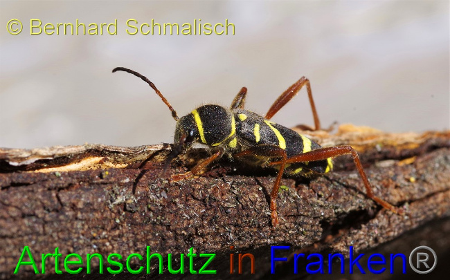© Artenschutz in Franken® / Bernhard Schmalisch Bild zum Eintrag (1046261-160)