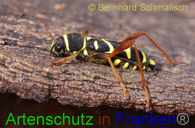 © Artenschutz in Franken® / Bernhard Schmalisch Bild zum Eintrag (1046262-160)