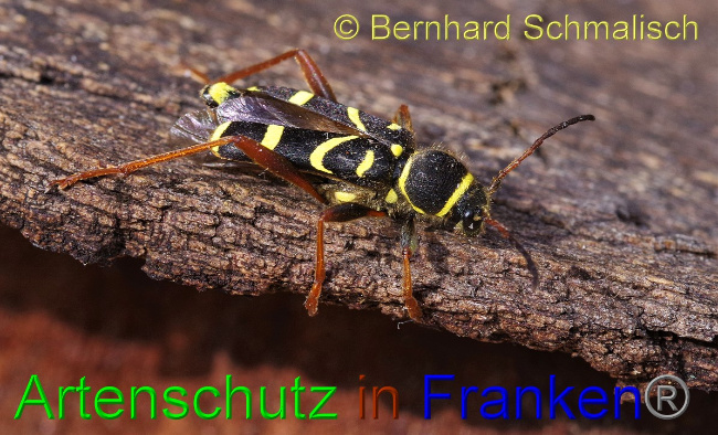 © Artenschutz in Franken® / Bernhard Schmalisch Bild zum Eintrag (1046264-160)
