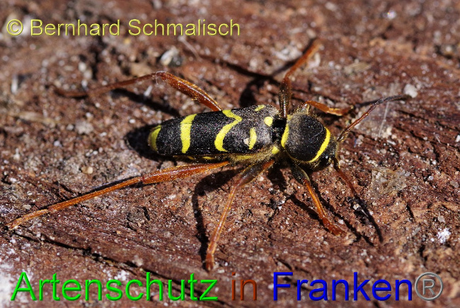 © Artenschutz in Franken® / Bernhard Schmalisch Bild zum Eintrag (1046265-160)