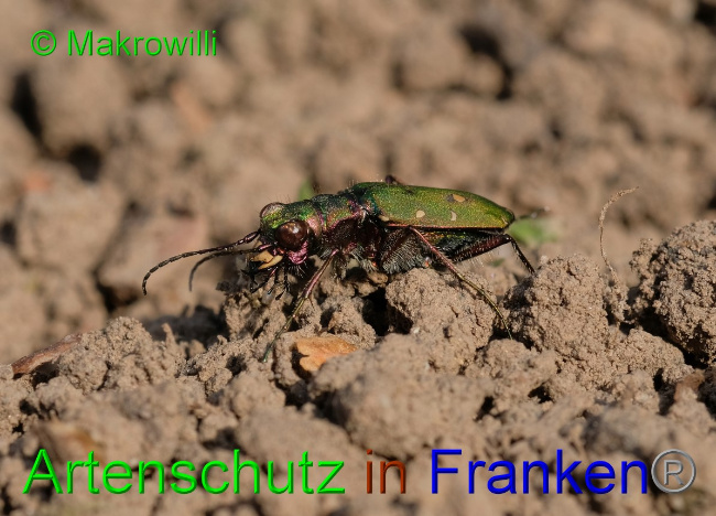 © Artenschutz in Franken® / Makrowilli Bild zum Eintrag (1046278-160)