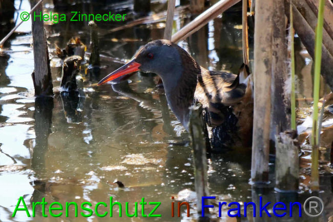 © Artenschutz in Franken® / Helga Zinnecker Bild zum Eintrag (1046329-160)