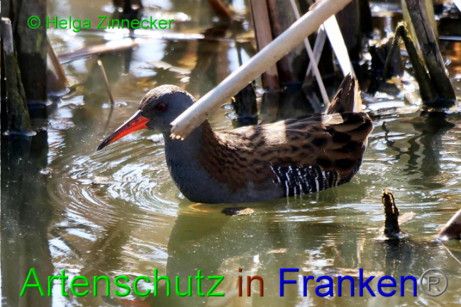 © Artenschutz in Franken® / Helga Zinnecker Bild zum Eintrag (1046330-160)