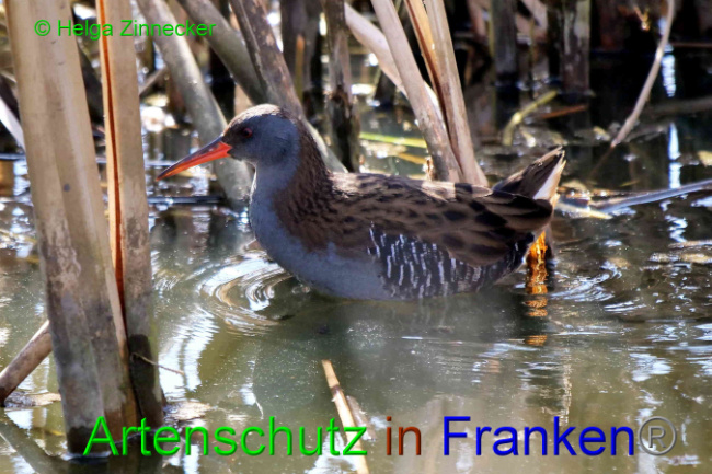 © Artenschutz in Franken® / Helga Zinnecker Bild zum Eintrag (1046333-160)