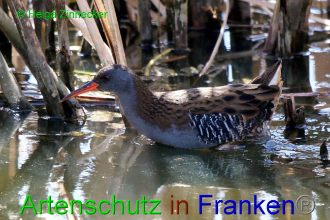 © Artenschutz in Franken® / Helga Zinnecker Bild zum Eintrag (1046334-160)
