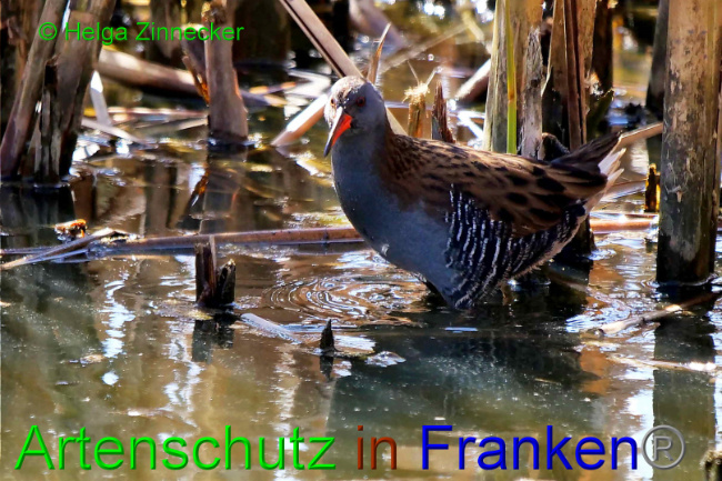 © Artenschutz in Franken® / Helga Zinnecker Bild zum Eintrag (1046335-160)