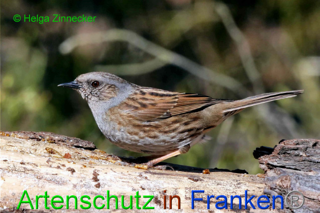 © Artenschutz in Franken® / Helga Zinnecker Bild zum Eintrag (1046459-160)