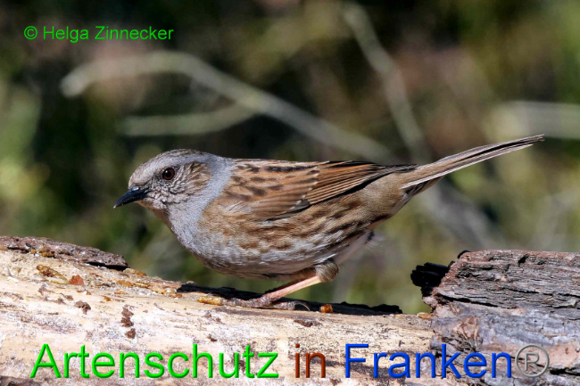 © Artenschutz in Franken® / Helga Zinnecker Bild zum Eintrag (1046460-160)