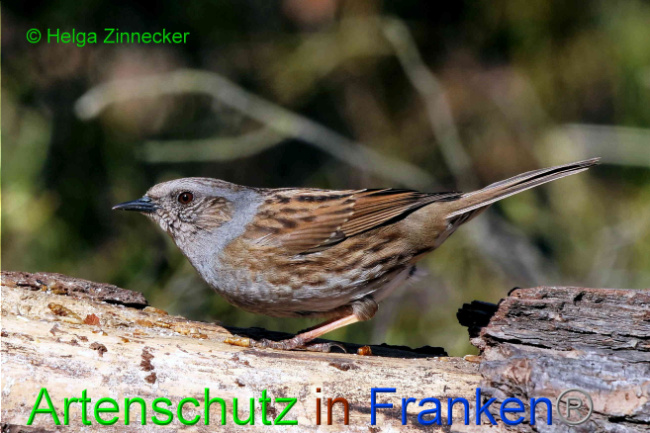 © Artenschutz in Franken® / Helga Zinnecker Bild zum Eintrag (1046461-160)