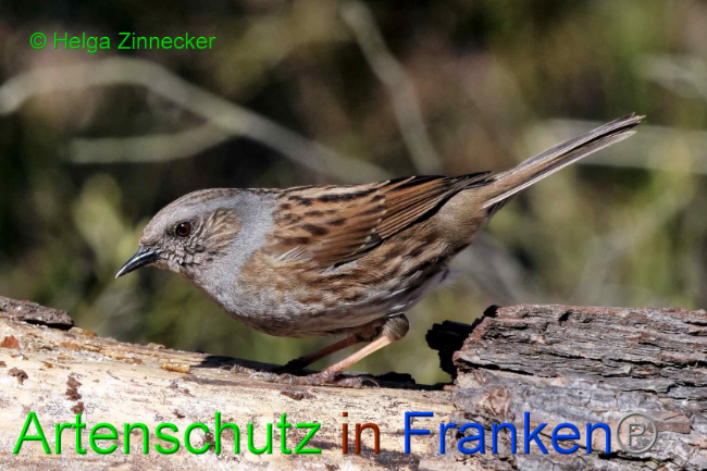 © Artenschutz in Franken® / Helga Zinnecker Bild zum Eintrag (1046462-160)