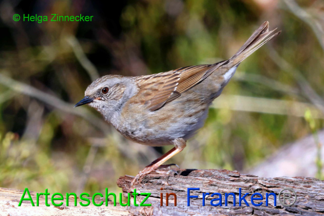 © Artenschutz in Franken® / Helga Zinnecker Bild zum Eintrag (1046464-160)