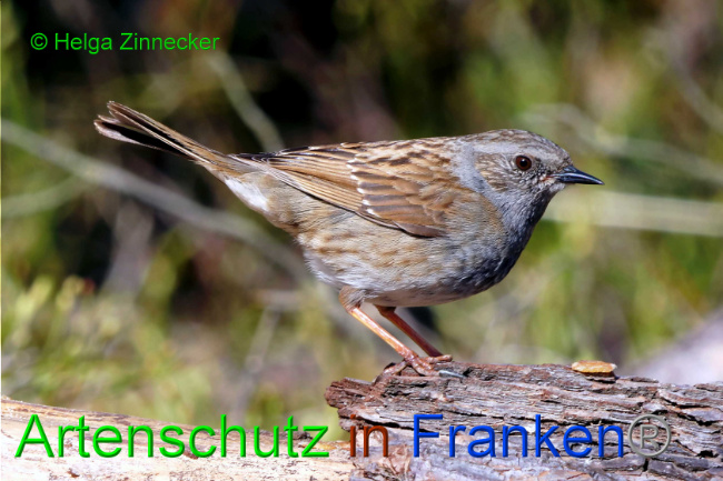 © Artenschutz in Franken® / Helga Zinnecker Bild zum Eintrag (1046465-160)