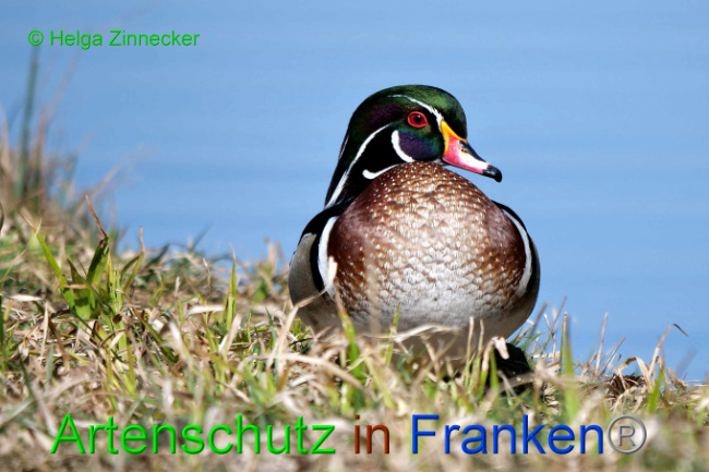 © Artenschutz in Franken® / Helga Zinnecker Bild zum Eintrag (1046473-160)