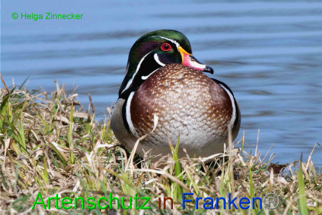 © Artenschutz in Franken® / Helga Zinnecker Bild zum Eintrag (1046474-160)