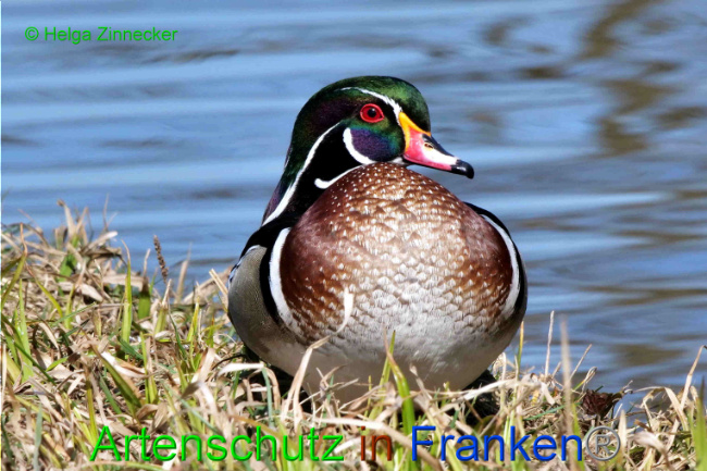 © Artenschutz in Franken® / Helga Zinnecker Bild zum Eintrag (1046475-160)