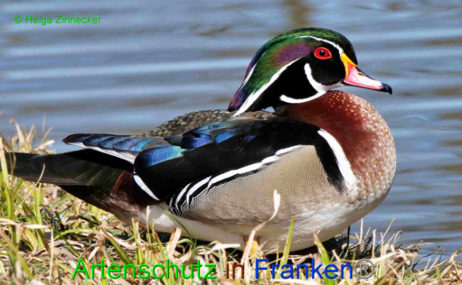 © Artenschutz in Franken® / Helga Zinnecker Bild zum Eintrag (1046477-160)