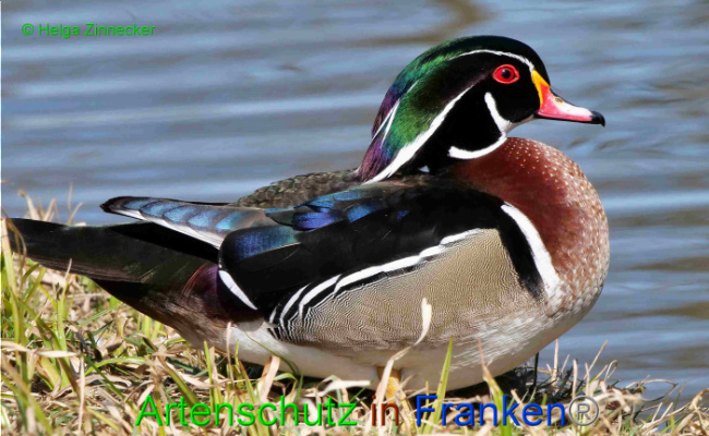 © Artenschutz in Franken® / Helga Zinnecker Bild zum Eintrag (1046478-160)