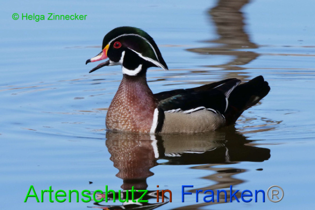 © Artenschutz in Franken® / Helga Zinnecker Bild zum Eintrag (1046480-160)