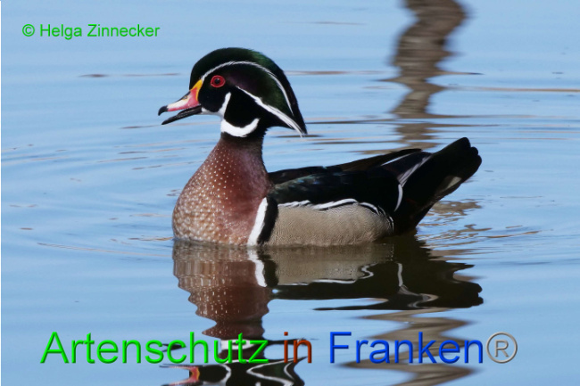 © Artenschutz in Franken® / Helga Zinnecker Bild zum Eintrag (1046481-160)