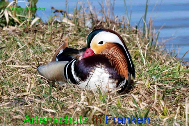© Artenschutz in Franken® / Helga Zinnecker Bild zum Eintrag (1046489-160)