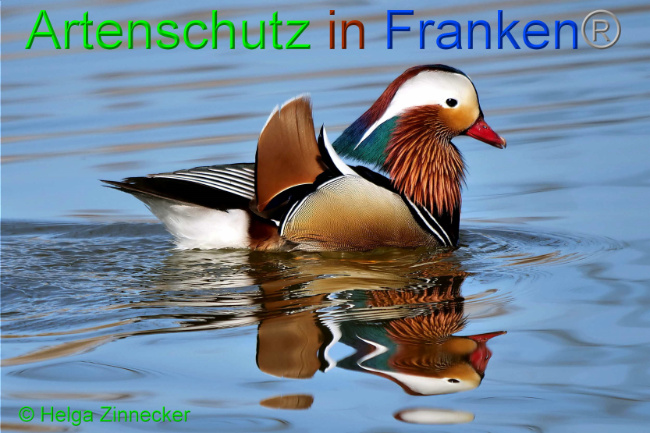 © Artenschutz in Franken® / Helga Zinnecker Bild zum Eintrag (1046490-160)