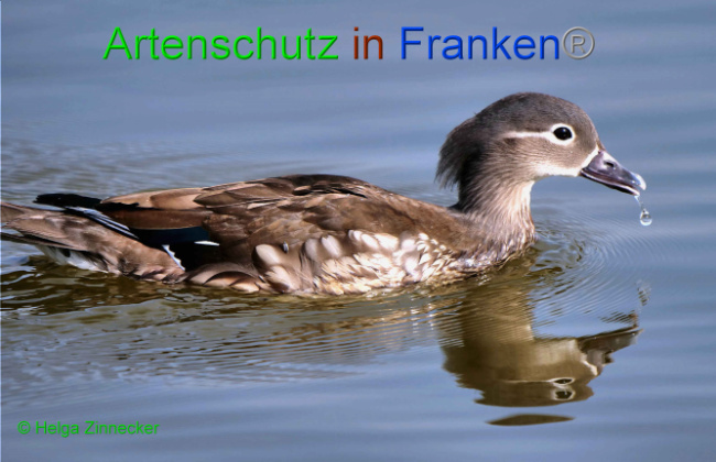© Artenschutz in Franken® / Helga Zinnecker Bild zum Eintrag (1046492-160)