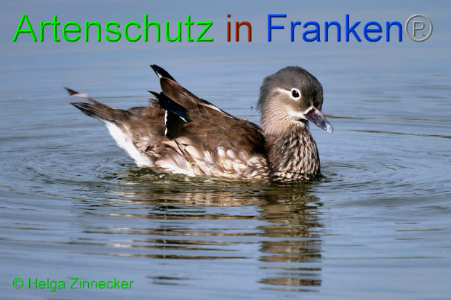 © Artenschutz in Franken® / Helga Zinnecker Bild zum Eintrag (1046493-160)