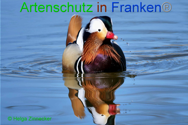 © Artenschutz in Franken® / Helga Zinnecker Bild zum Eintrag (1046495-160)