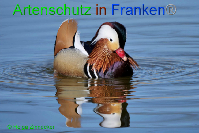 © Artenschutz in Franken® / Helga Zinnecker Bild zum Eintrag (1046496-160)