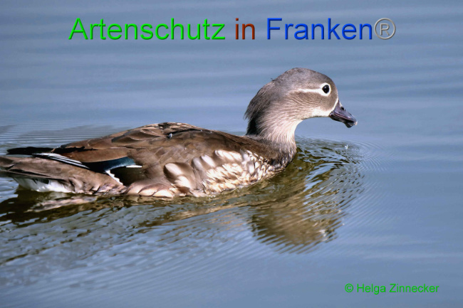 © Artenschutz in Franken® / Helga Zinnecker Bild zum Eintrag (1046498-160)