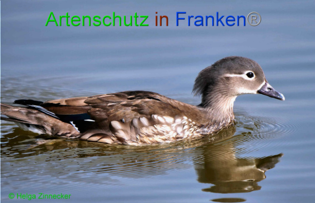 © Artenschutz in Franken® / Helga Zinnecker Bild zum Eintrag (1046499-160)