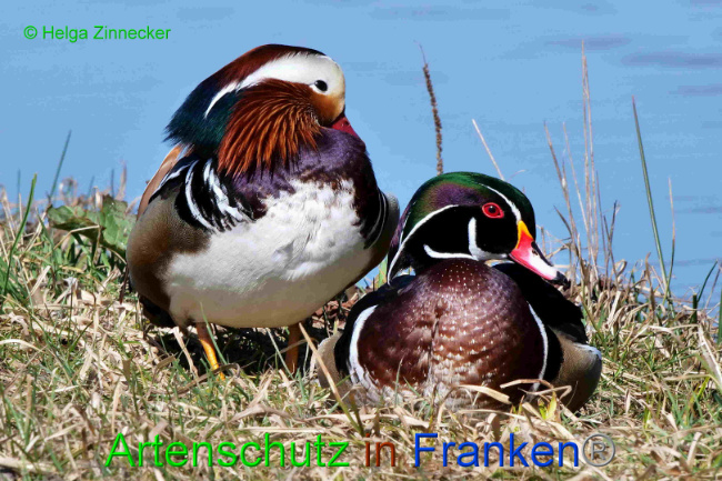 © Artenschutz in Franken® / Helga Zinnecker Bild zum Eintrag (1046507-160)