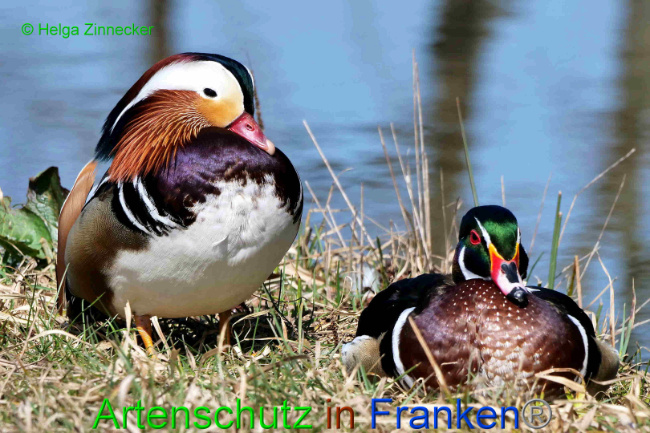© Artenschutz in Franken® / Helga Zinnecker Bild zum Eintrag (1046508-160)