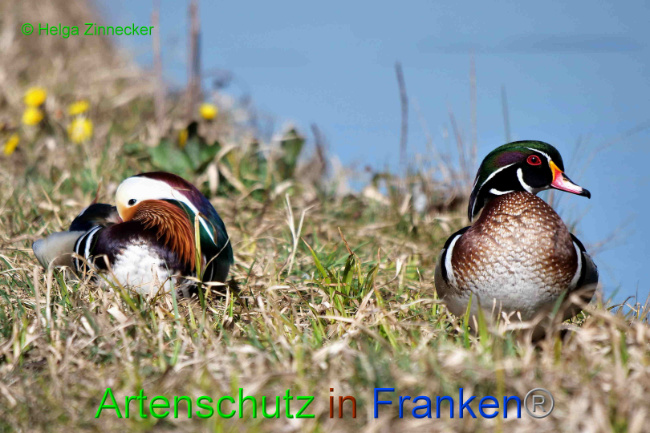 © Artenschutz in Franken® / Helga Zinnecker Bild zum Eintrag (1046509-160)