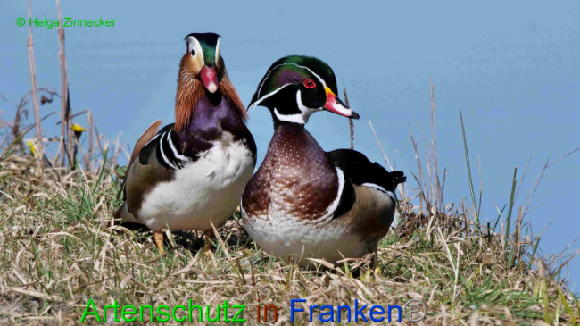 © Artenschutz in Franken® / Helga Zinnecker Bild zum Eintrag (1046511-160)