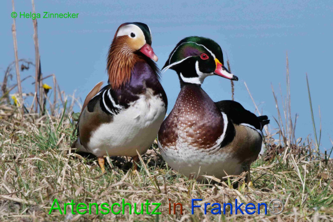 © Artenschutz in Franken® / Helga Zinnecker Bild zum Eintrag (1046512-160)