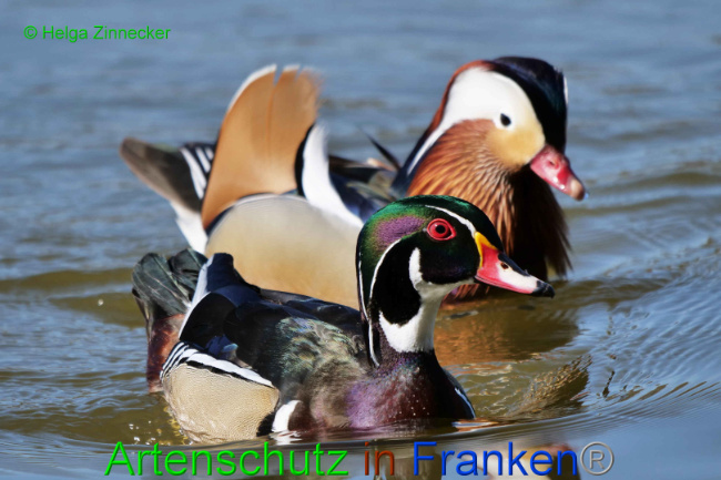 © Artenschutz in Franken® / Helga Zinnecker Bild zum Eintrag (1046515-160)
