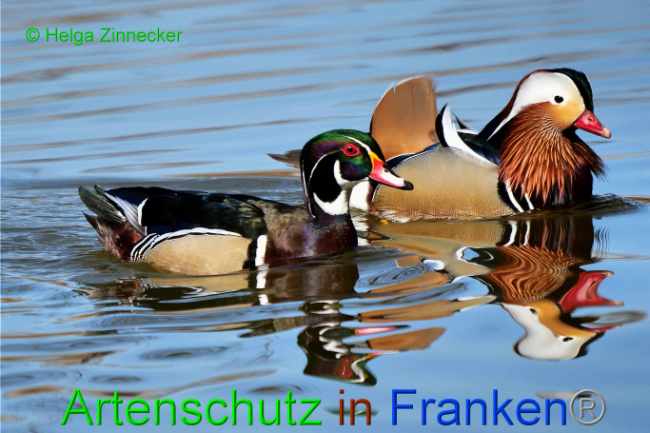 © Artenschutz in Franken® / Helga Zinnecker Bild zum Eintrag (1046516-160)