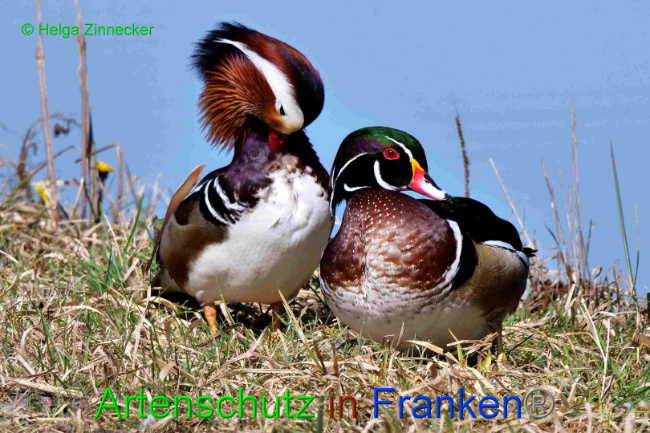 © Artenschutz in Franken® / Helga Zinnecker Bild zum Eintrag (1046529-160)